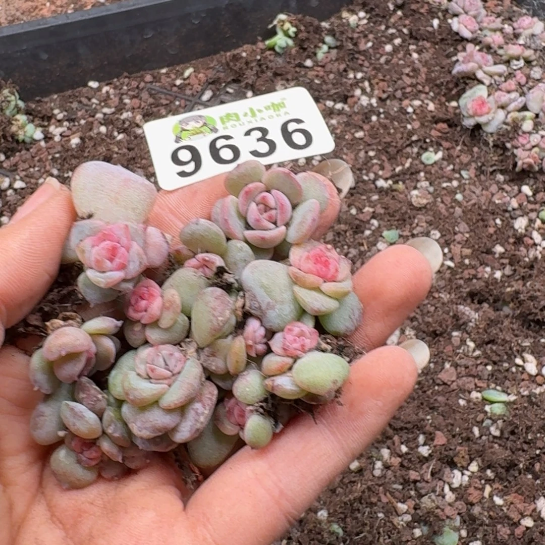 妮***@多肉植物多肉植物