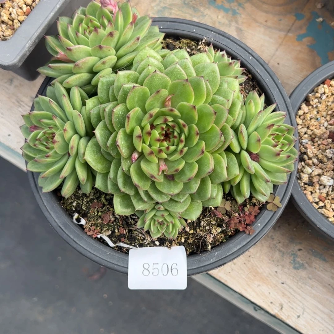 (****)8506多肉多多多多多