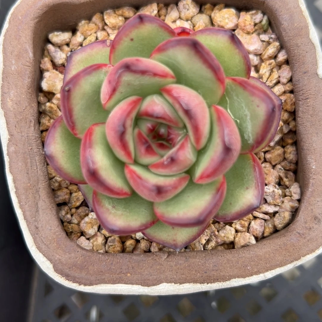 万宝龙精控多肉一物一拍