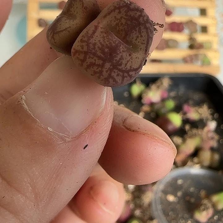 042皮粉红纹优选杂交2头