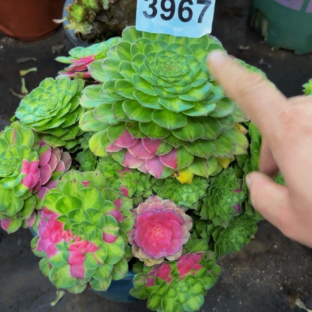 3967多肉植物知否特价