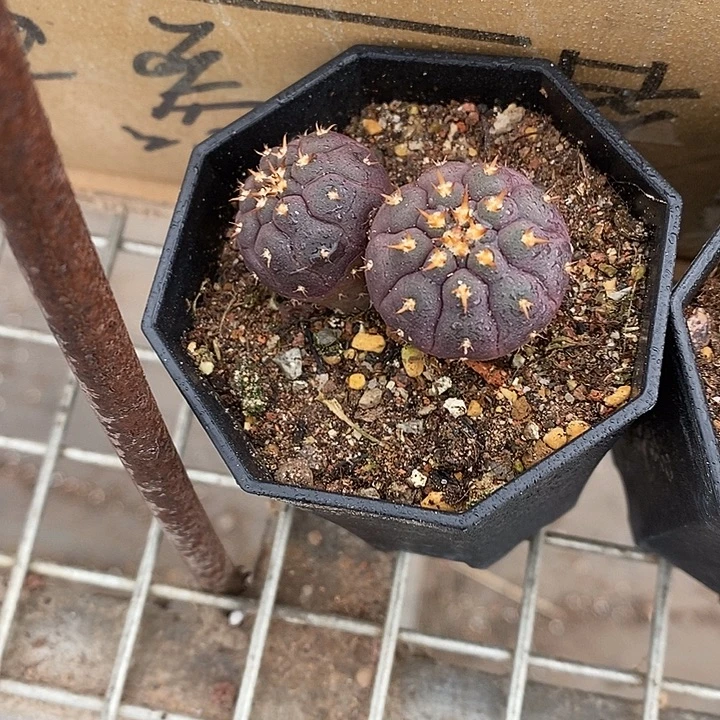 小***阳漂亮仙人球一物一拍