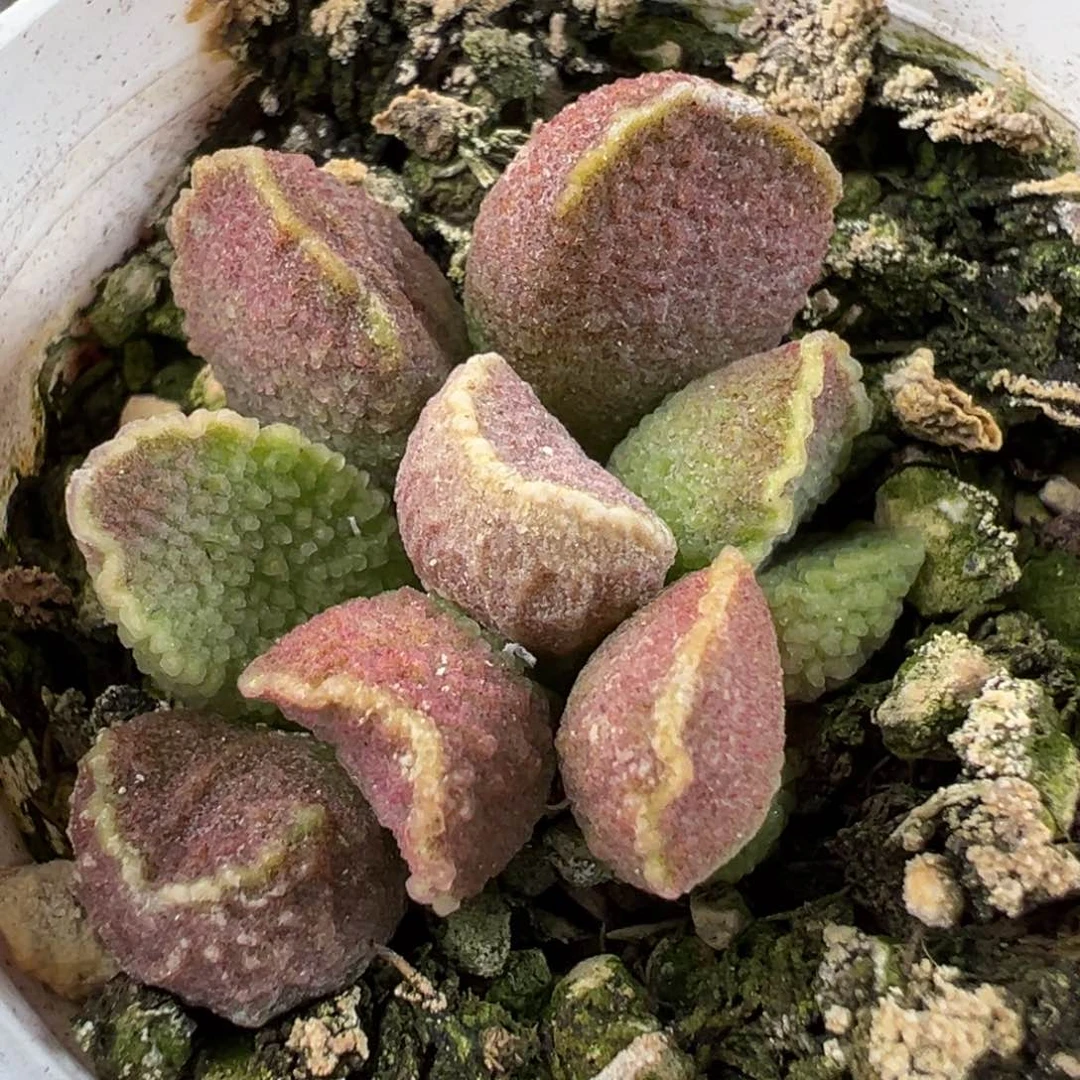 实生新品多肉植物水泡