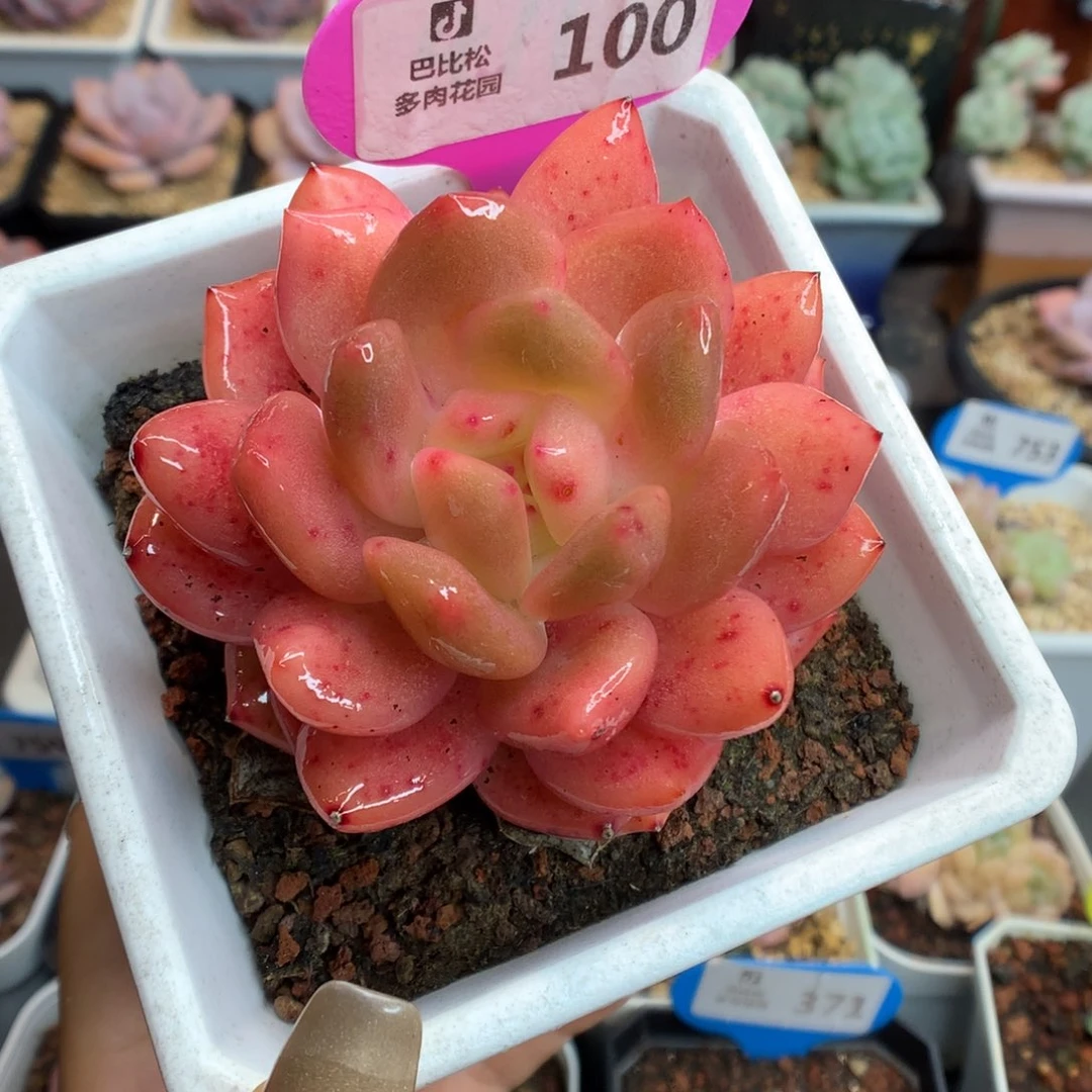 100橘子梦露多肉植物