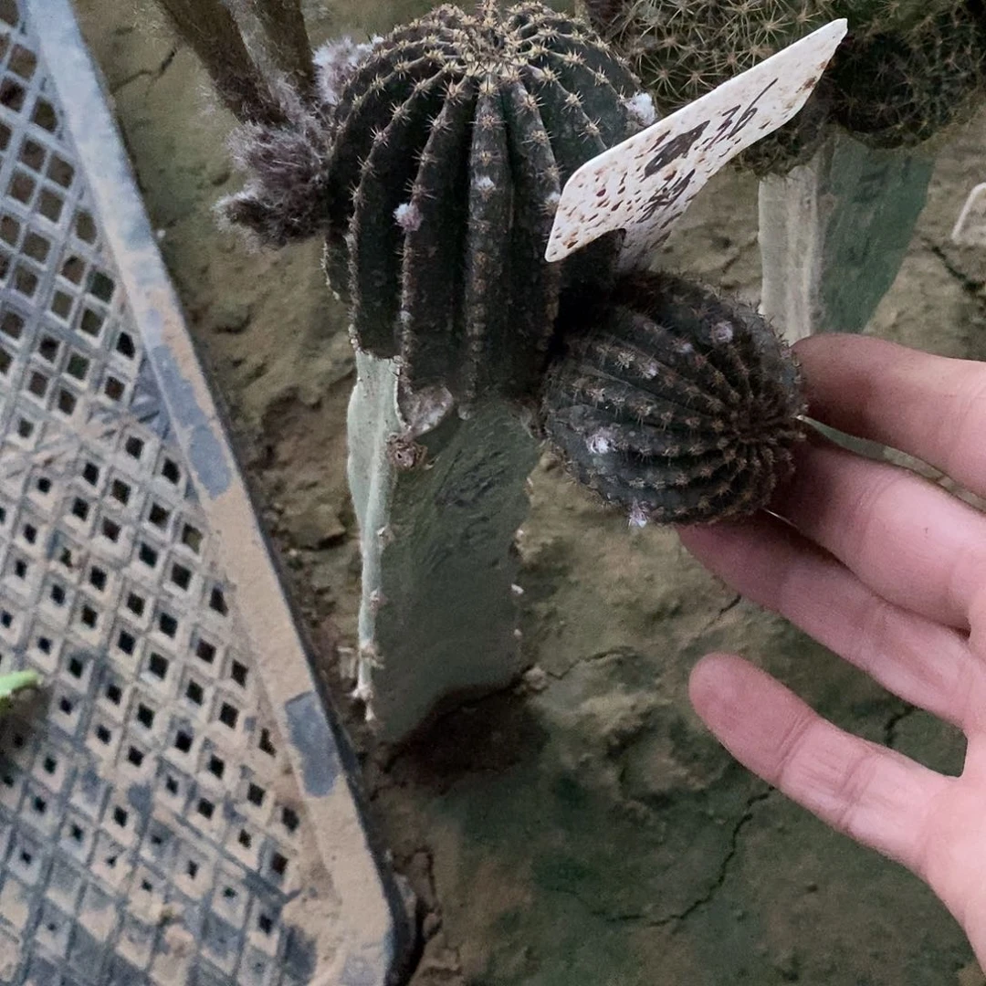 美*姐彩 36脱土拖盆 20包邮