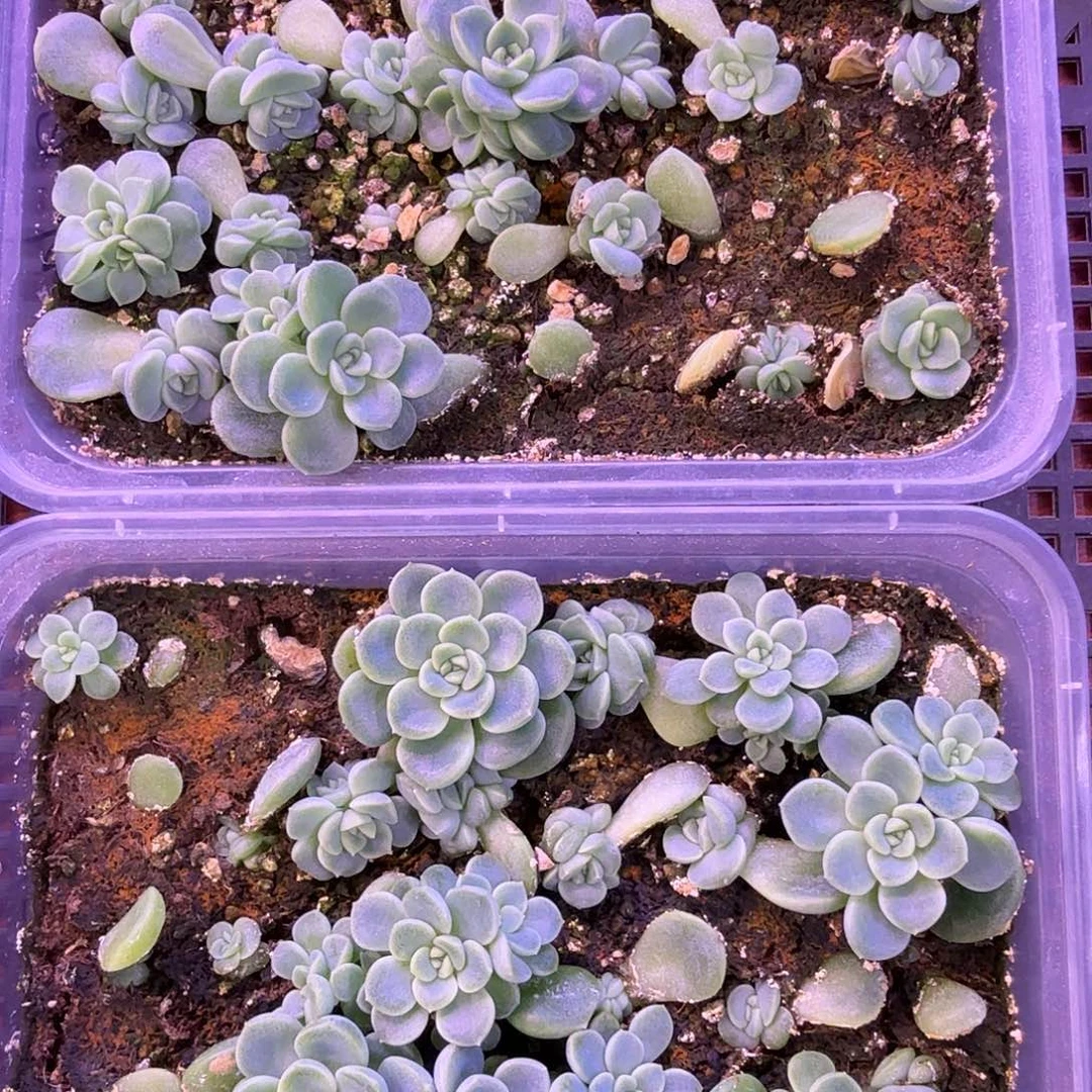 甜心财富糖心混合叶插苗一物一拍