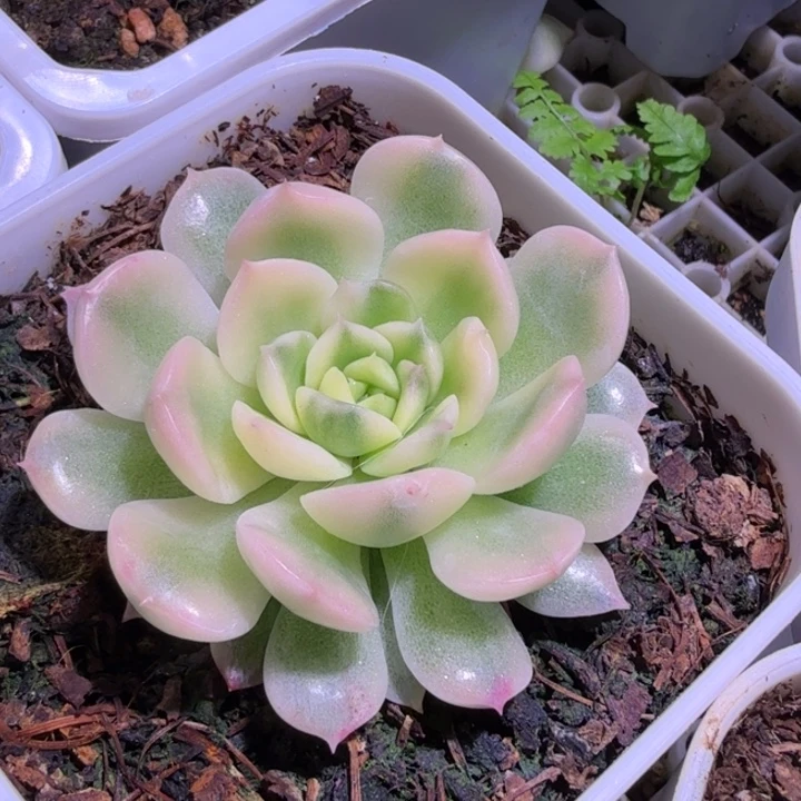 恩宠锦多肉植物一物一拍