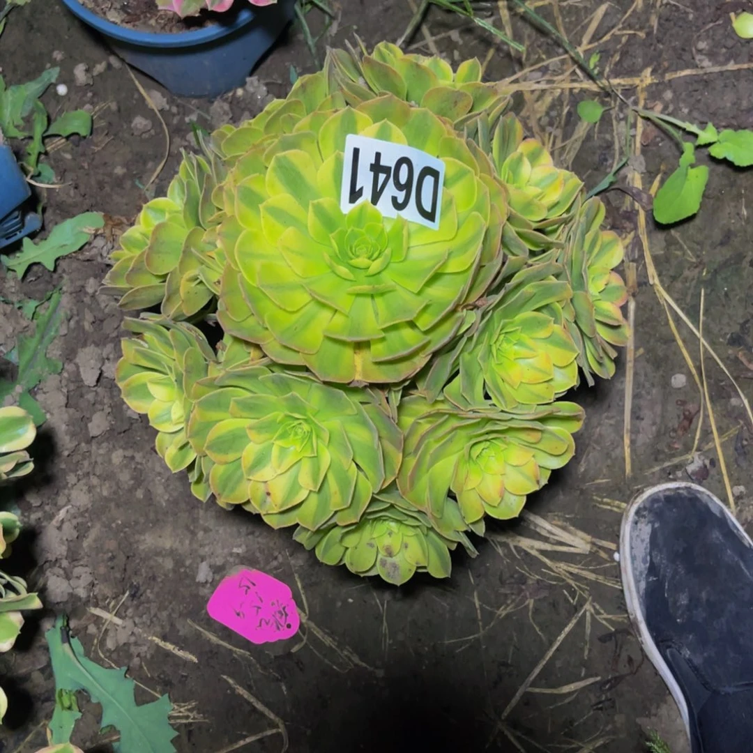 雨荷法师13/18包邮