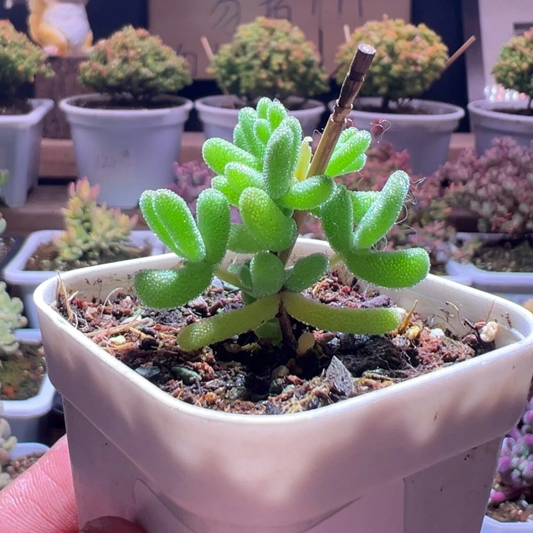 293冰冰虾一物一拍包开箱