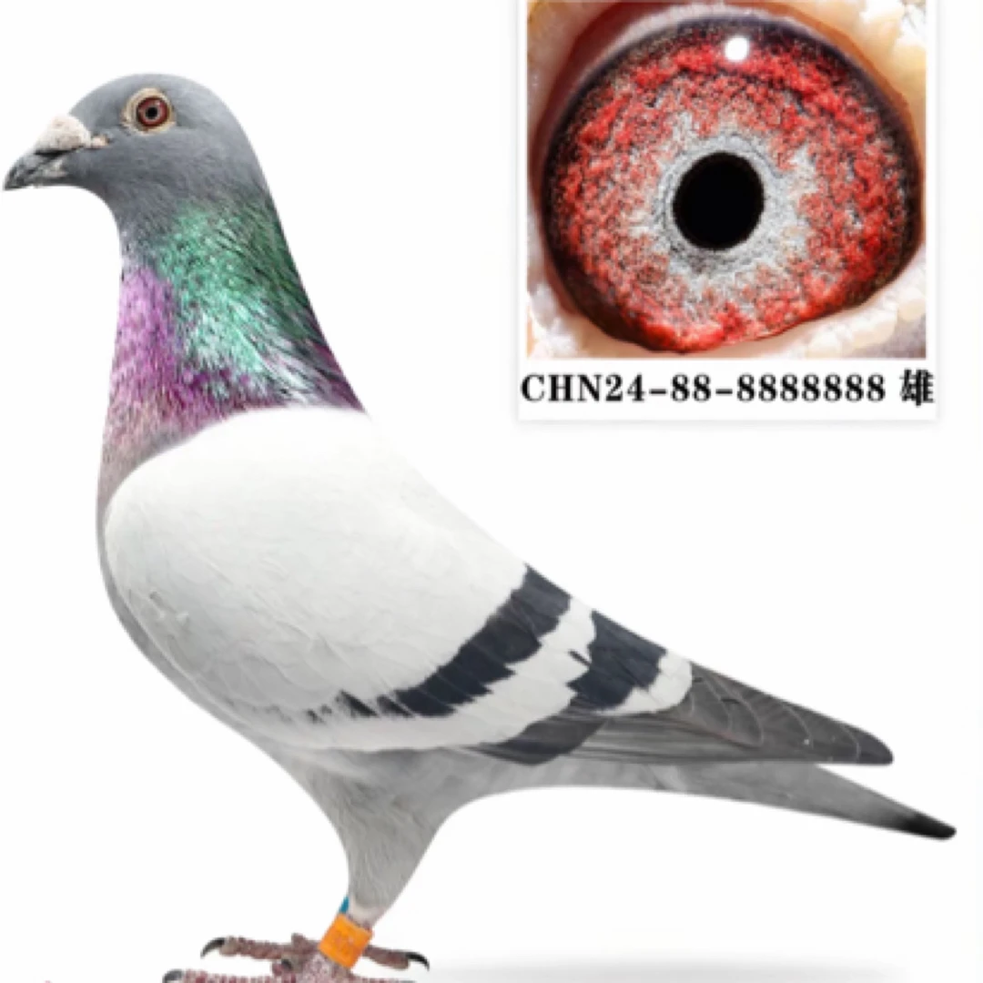 信鸽成绩鸽高位公棚天落封环