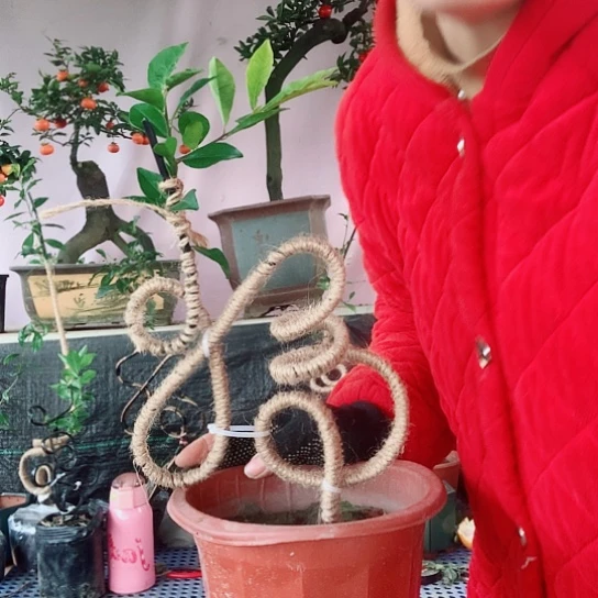 无花朵金弹子福。