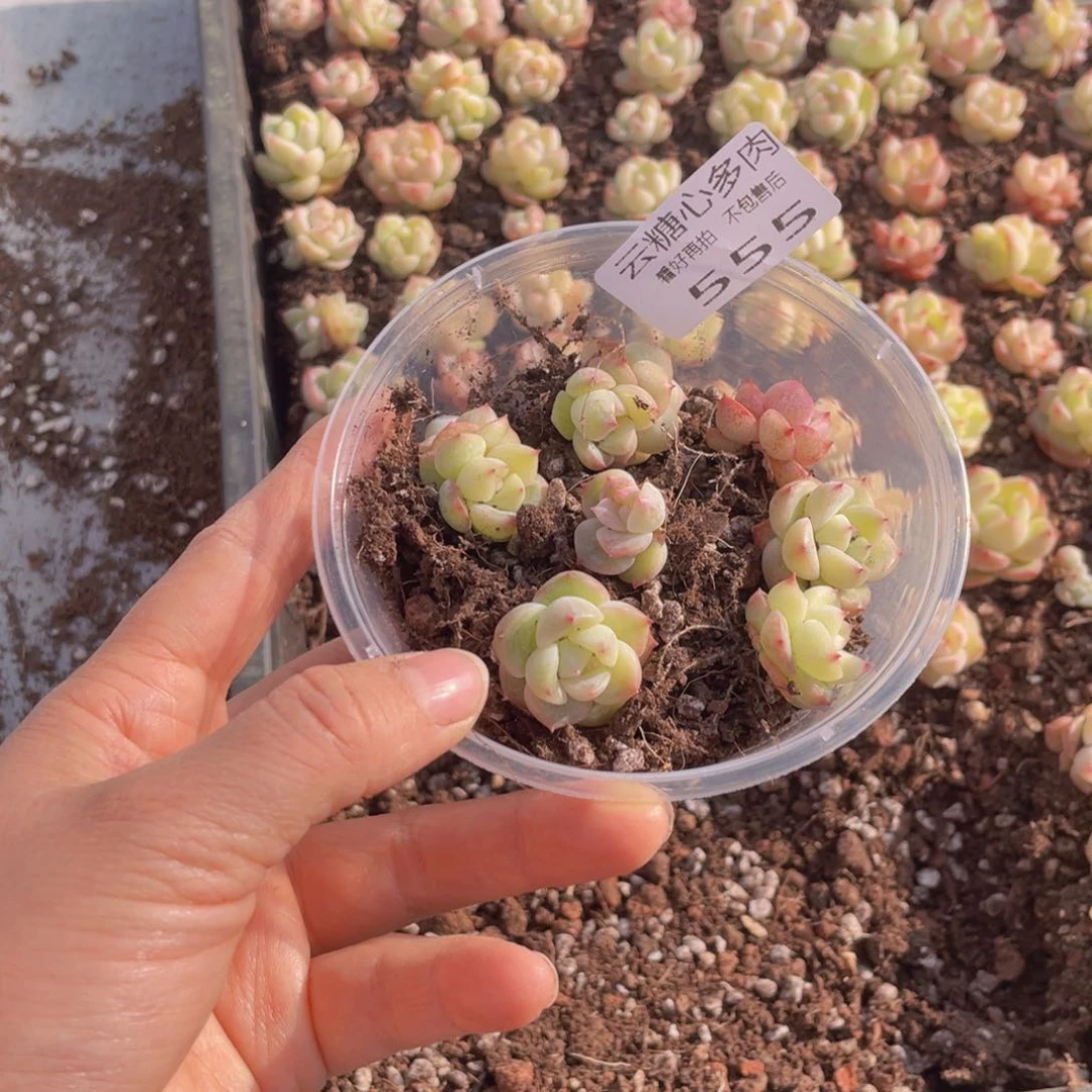 云糖心多肉植物555