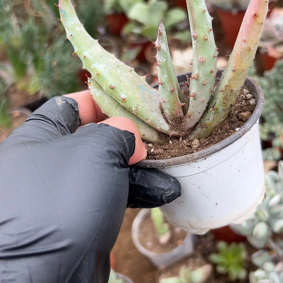 多肉植物多肉植物