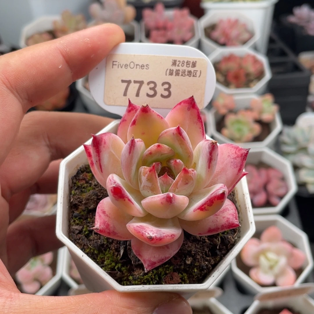 拉糖7733-5.5厘米