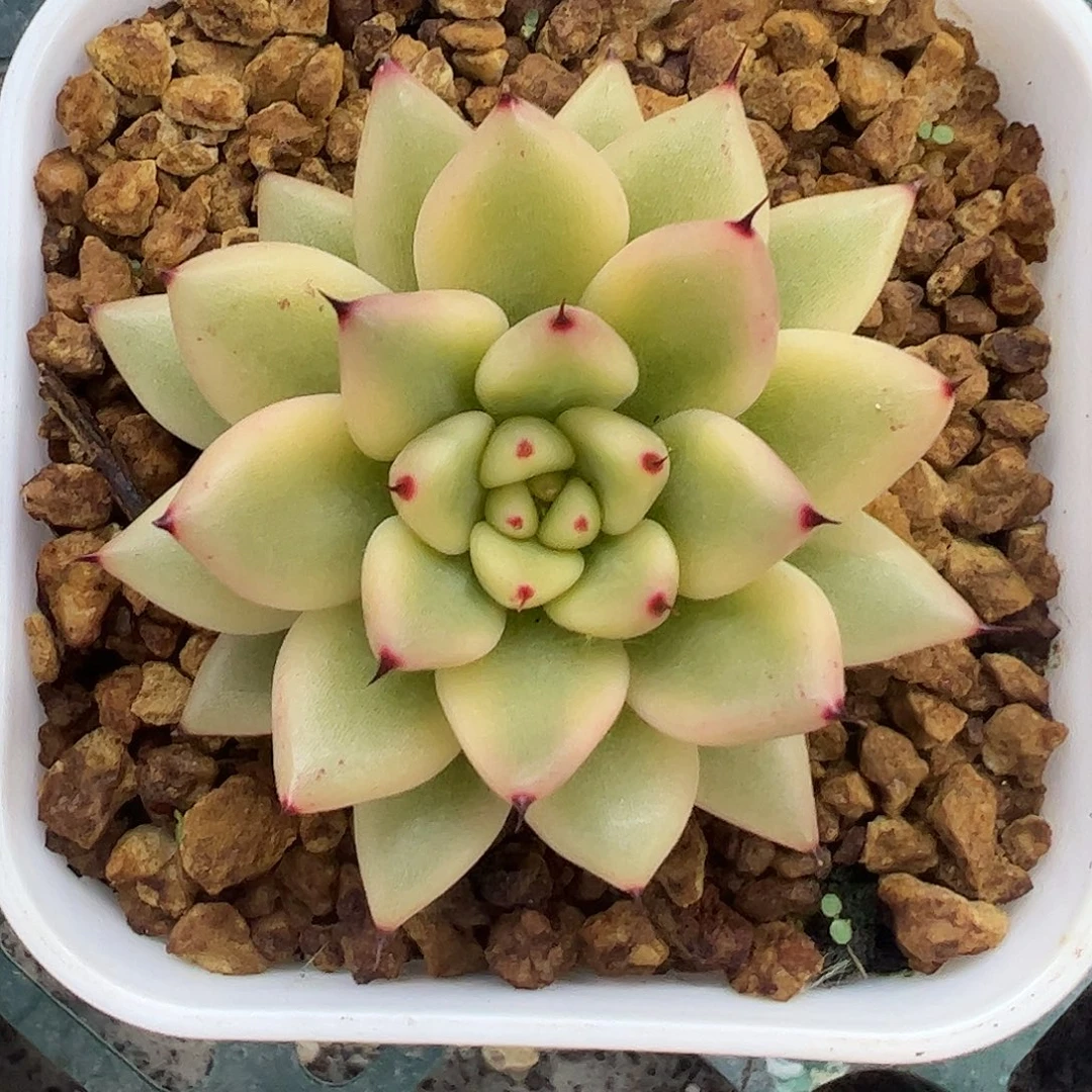 幽鬼锦 婕宝一物一拍