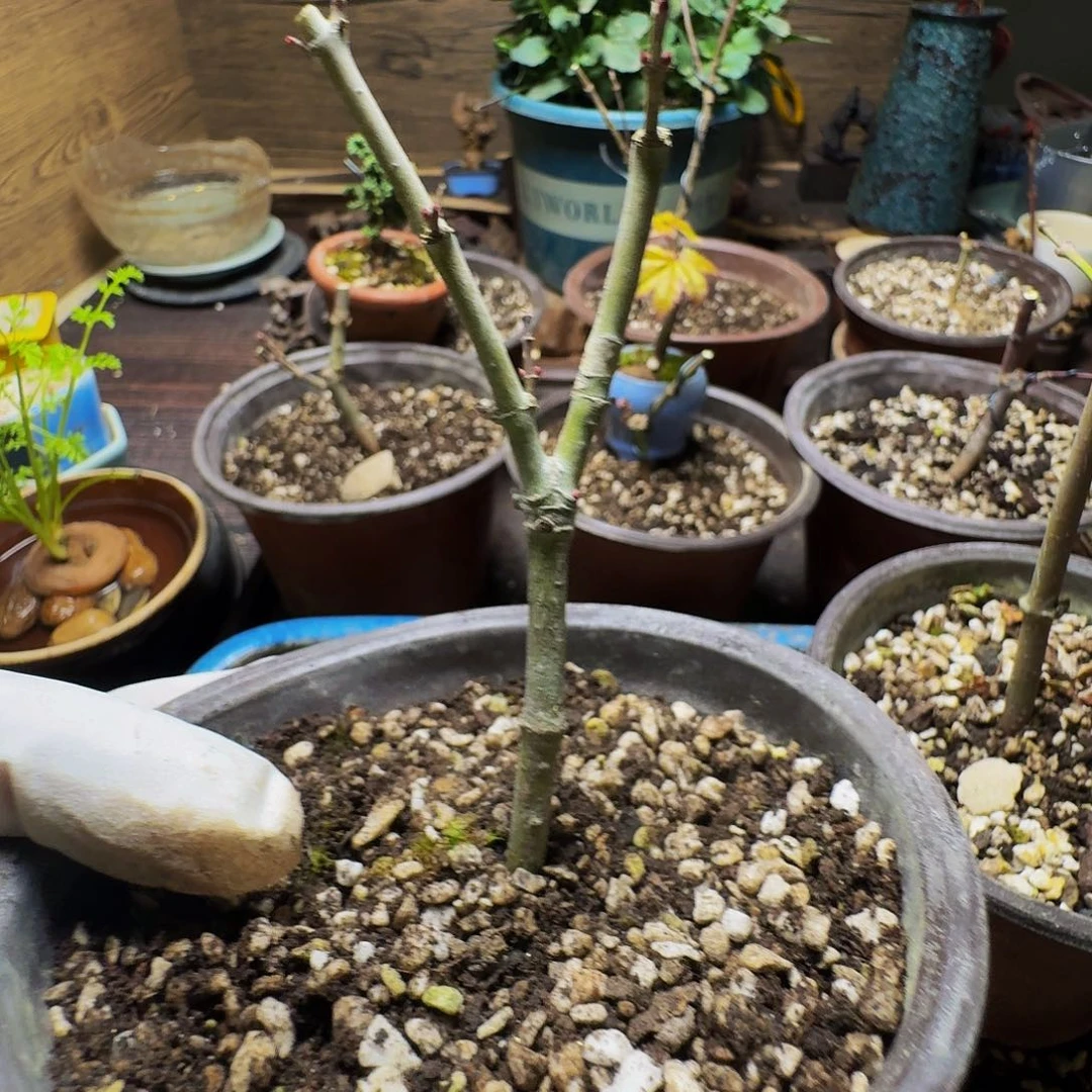 日本原生枫树扦插苗