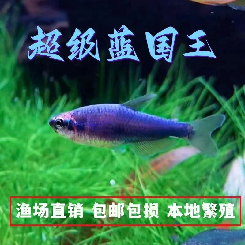 南美热带蓝凯瑞灯鱼超级蓝国王灯科小型观赏鱼小鱼群游活体