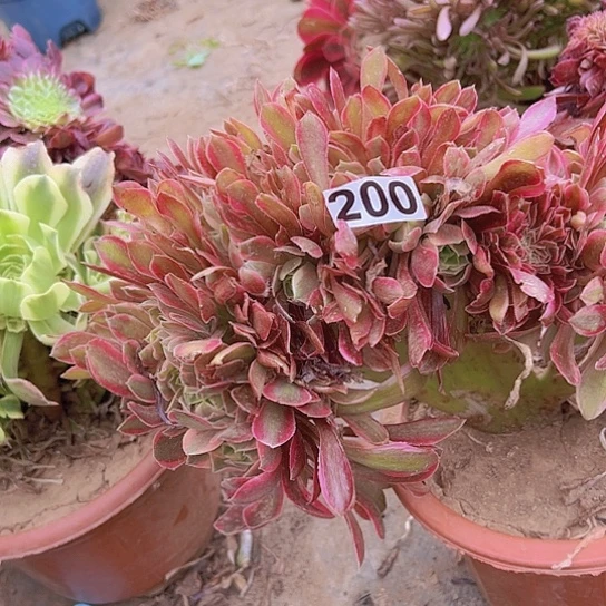 爱*正多肉植物一个