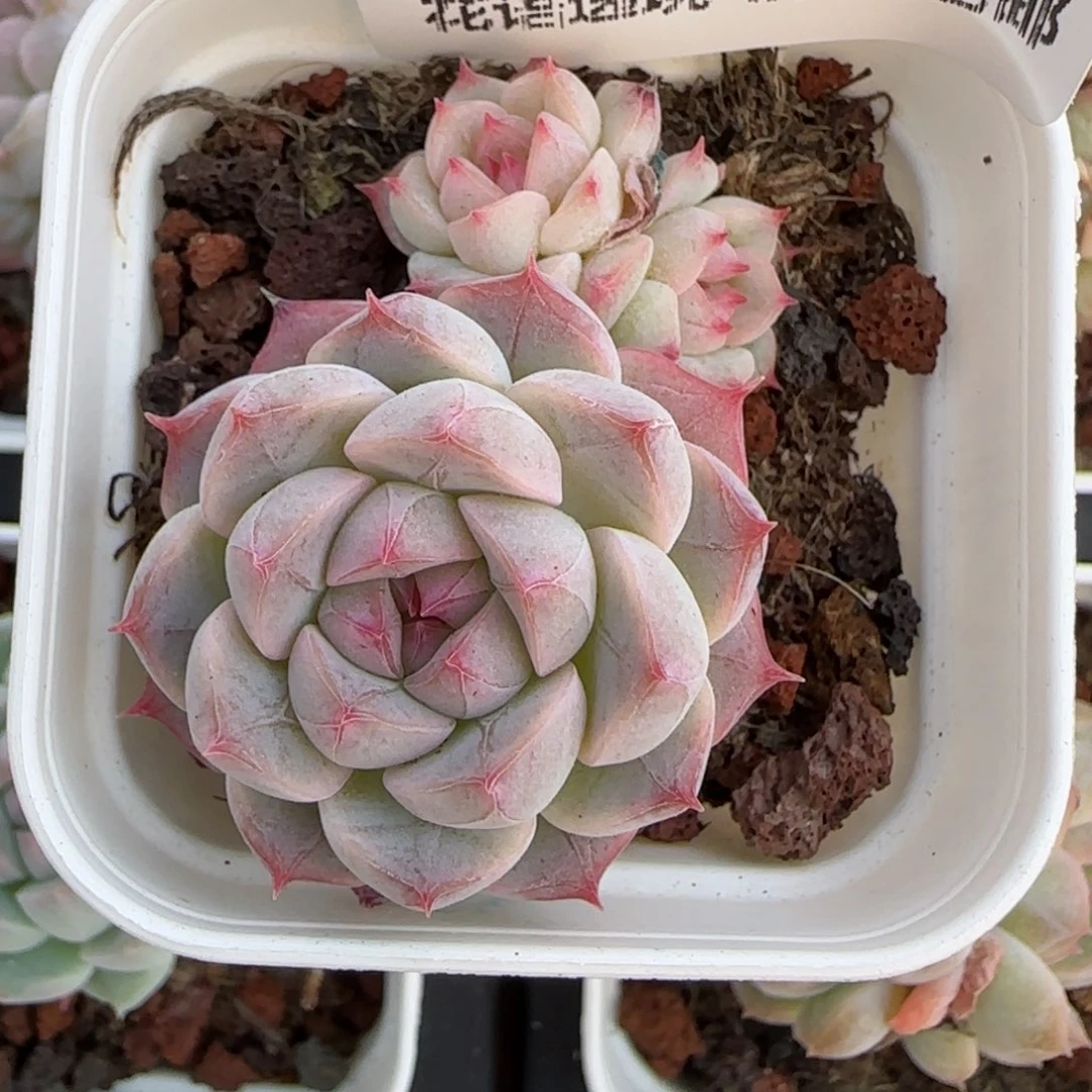 花语逸境0219-146