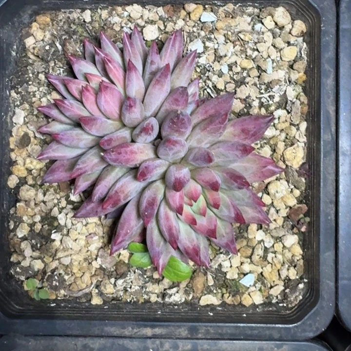 羽毛纹 虞美人 一物一拍