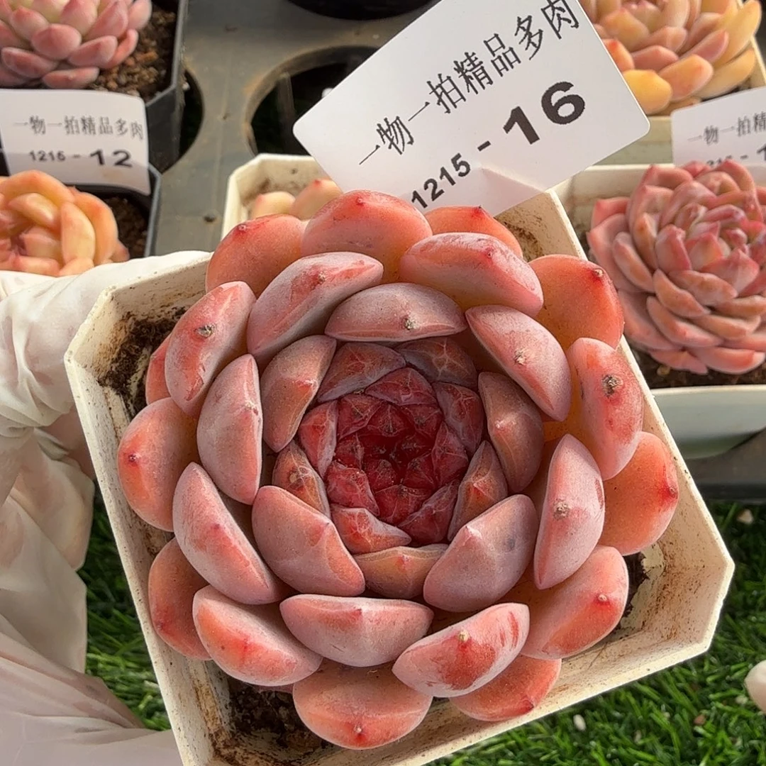 1215-16多肉一物一拍