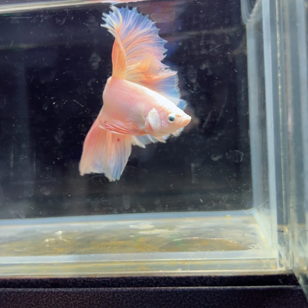 斗鱼浅色特殊尾hhhh