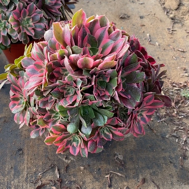 女妖28多肉植物法师的