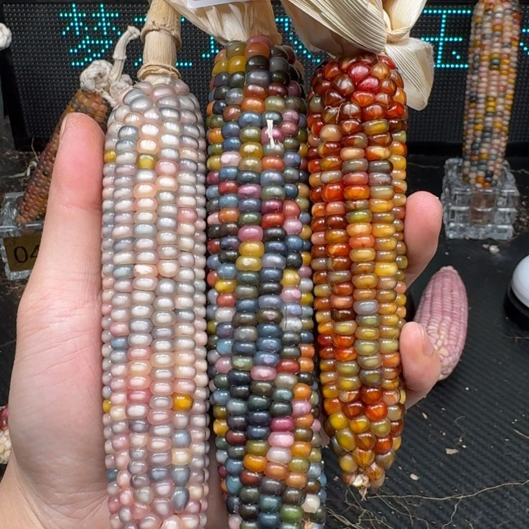 柏香籽/百香籽吊坠@*风