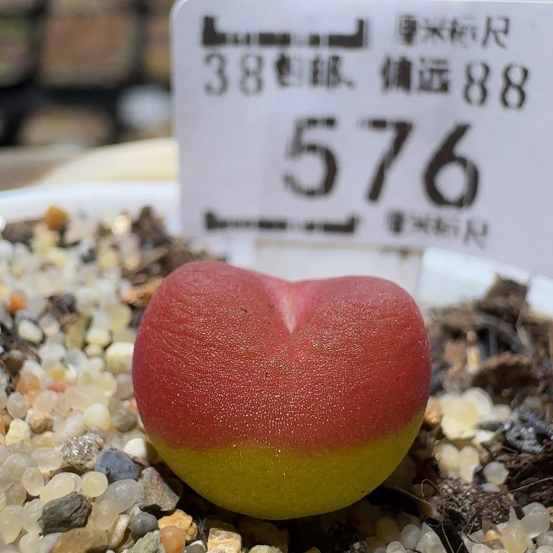 zzzz生石花肉锥576水蜜桃