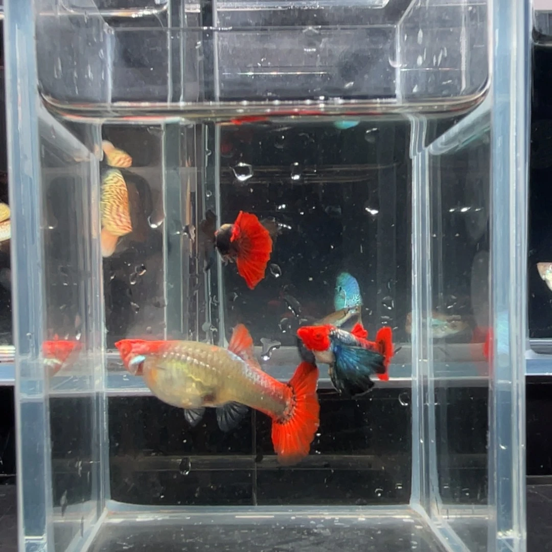 孔雀鱼大耳进口种鱼一对