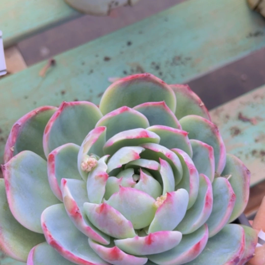 【闪购商品】惊鸿仙子1062