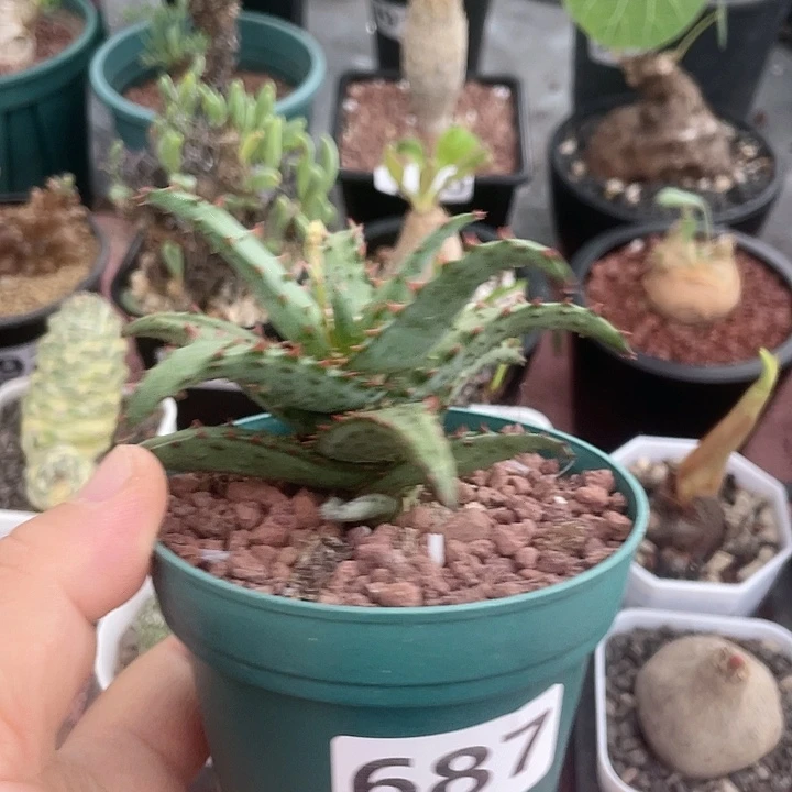 687卡萨帝芦荟植物