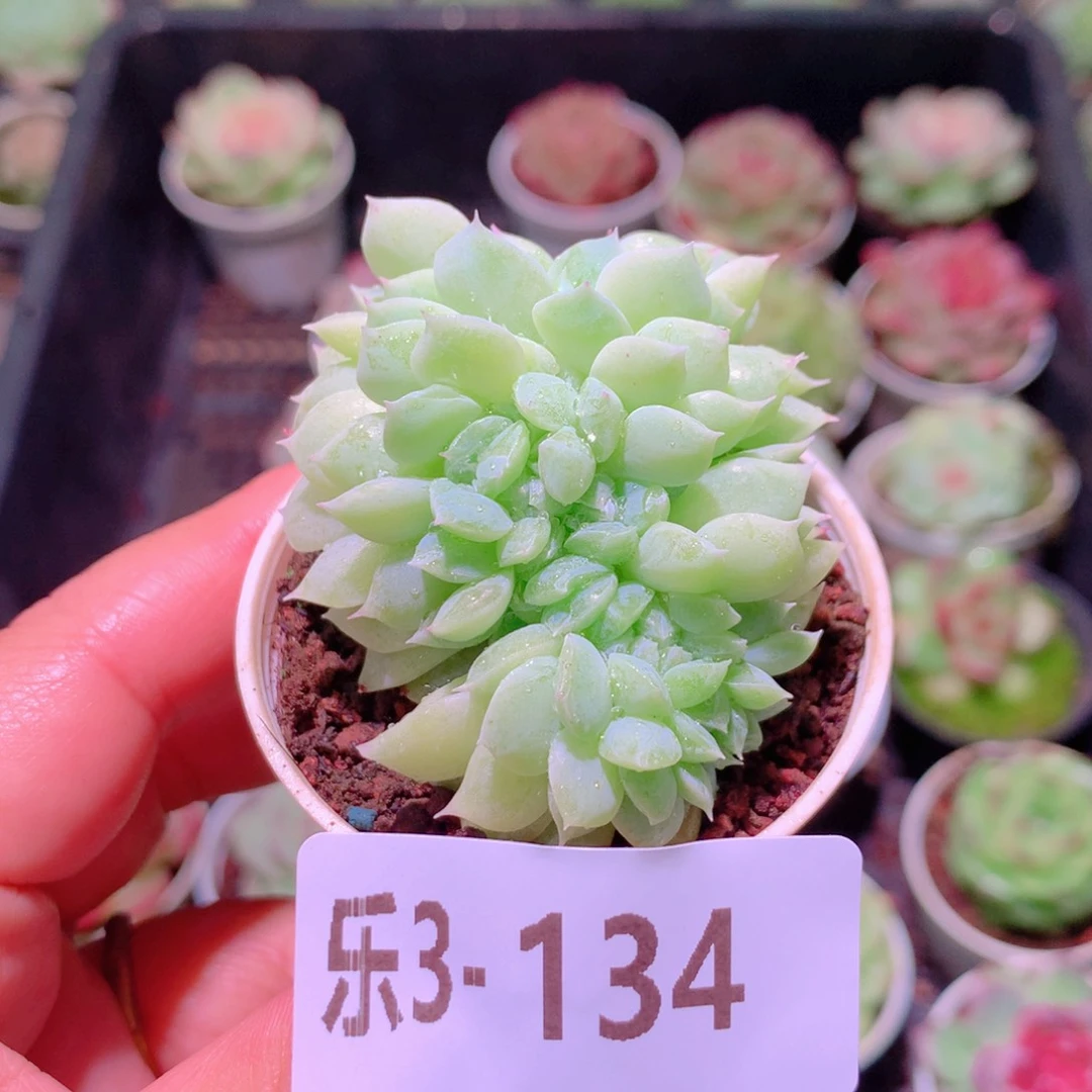 乐然3-134 新品缀化