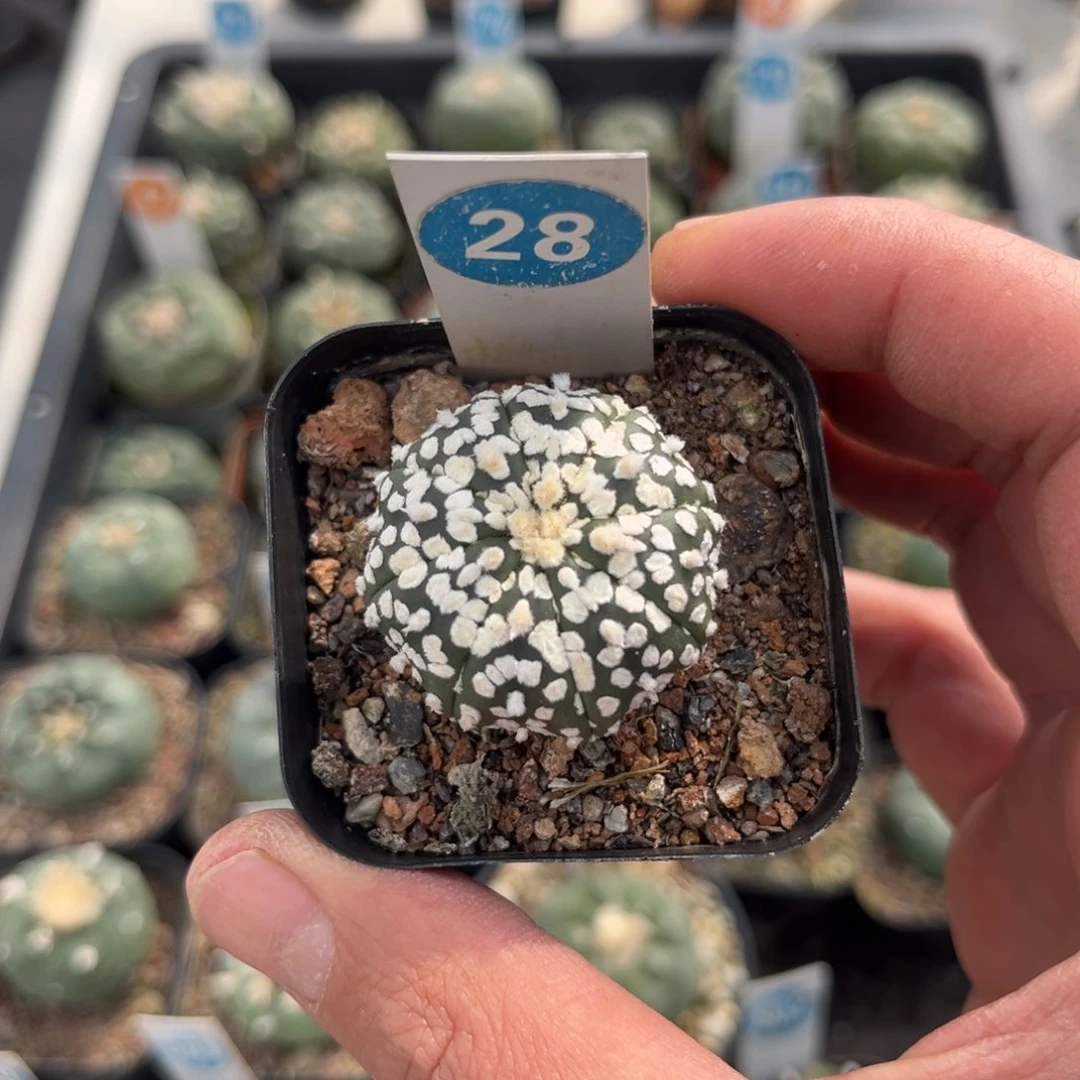 28实生超兜带盆带土发货