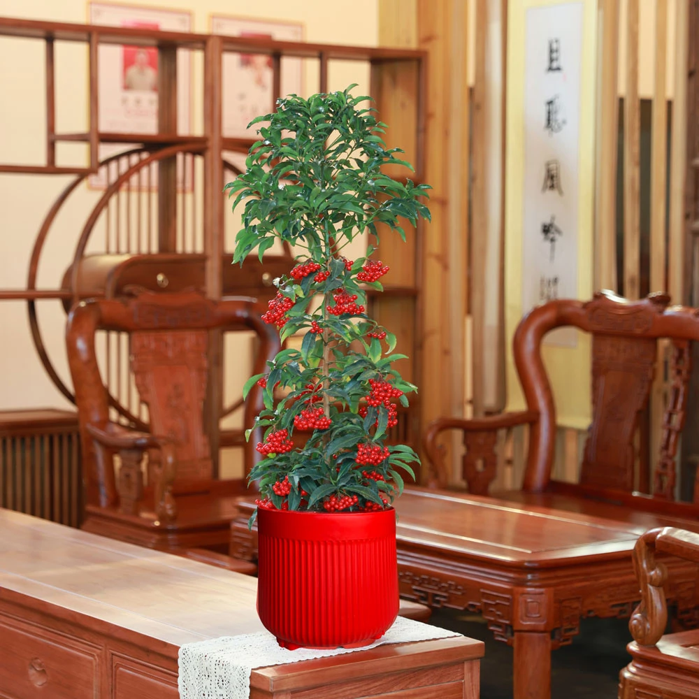 【京东送货上门】富贵籽高70-80cm聚宝盆栽年宵花绿植网红带果植物