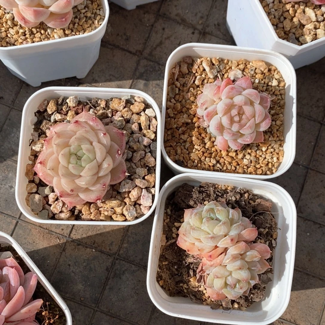 精品多肉一物一柏91