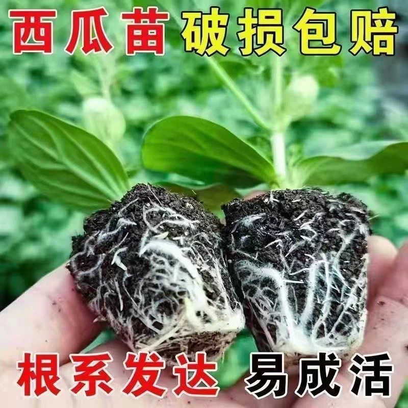 西瓜苗，新疆包邮好管理耐旱耐湿遇水活