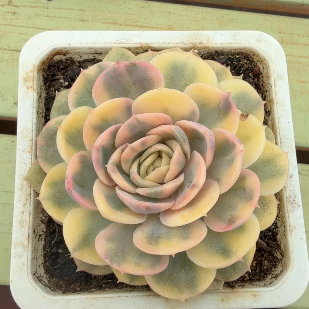 绿体昂斯锦上园艺一物一拍
