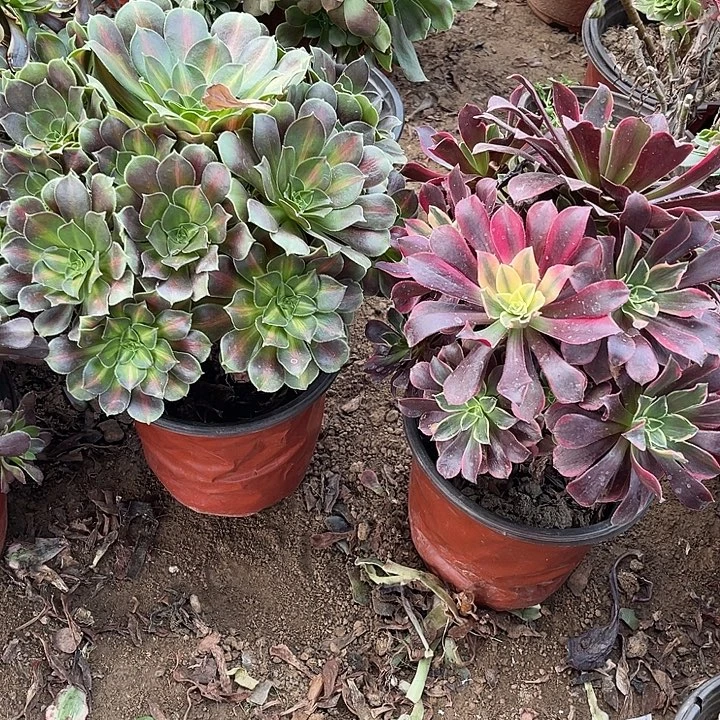 2棵玫瑰玫瑰玫瑰玫瑰