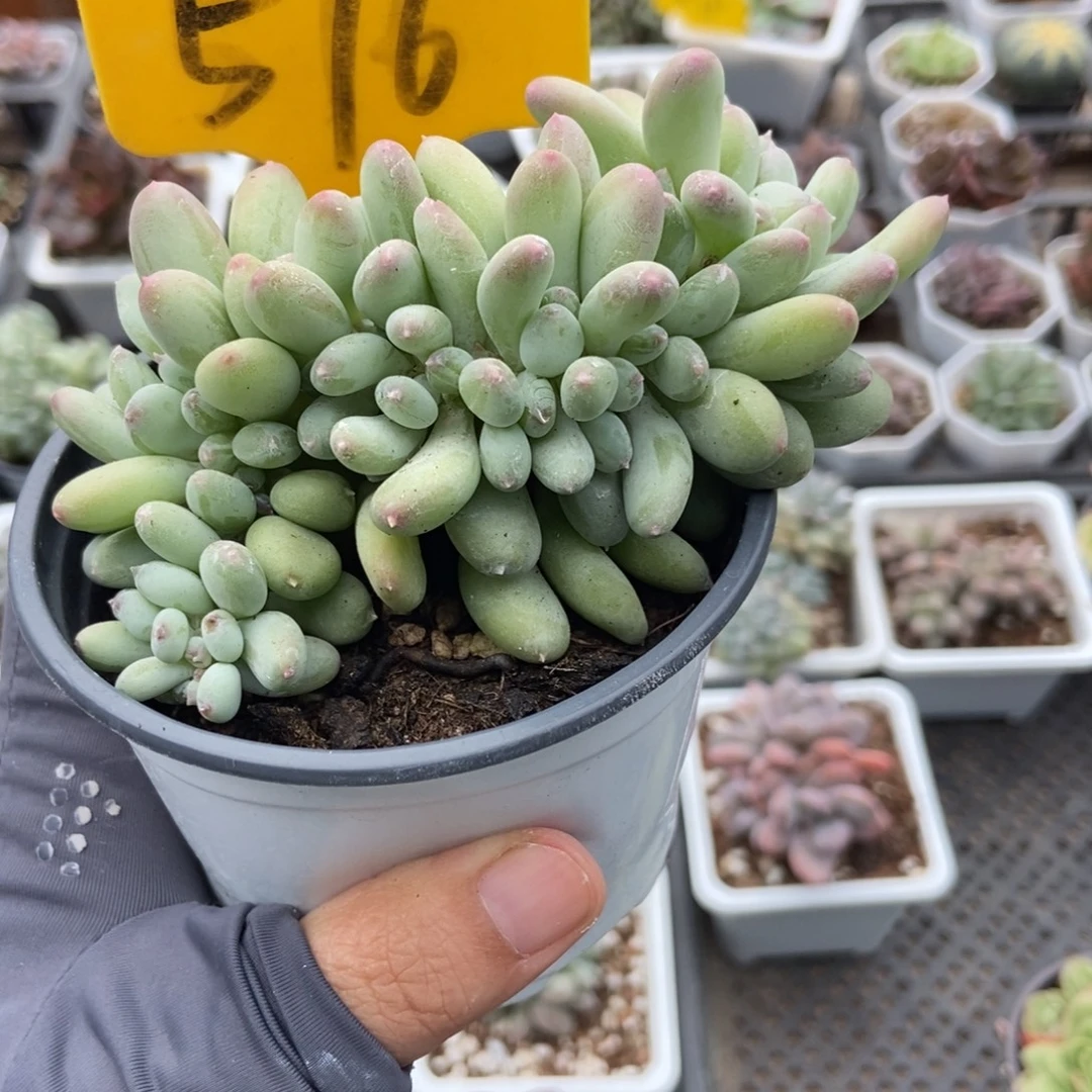 576糖豆奶缀多肉植物