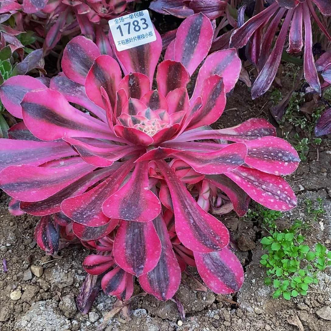 1783爱丽丝多肉法师锦