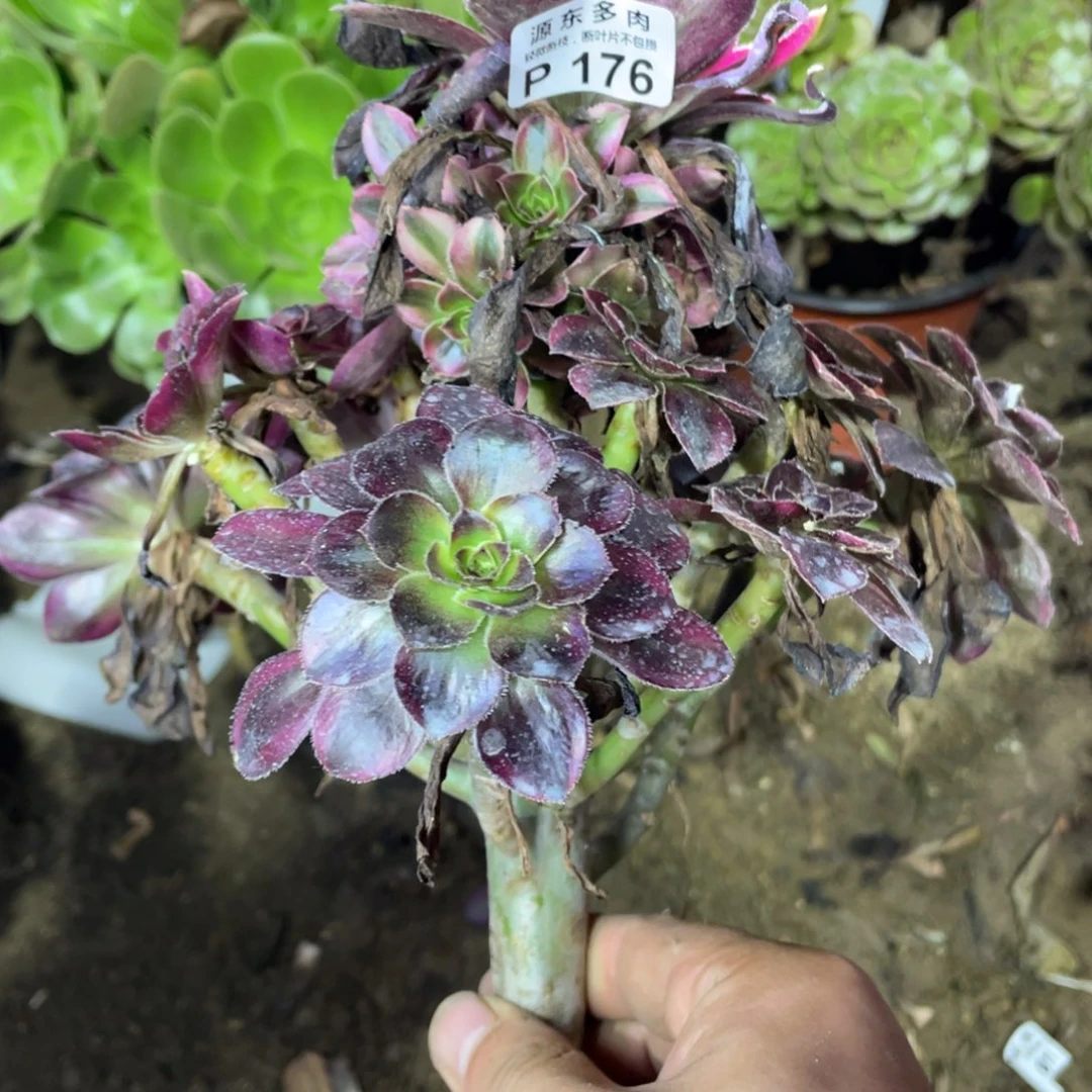 176花福蝶多肉法师断枝不包
