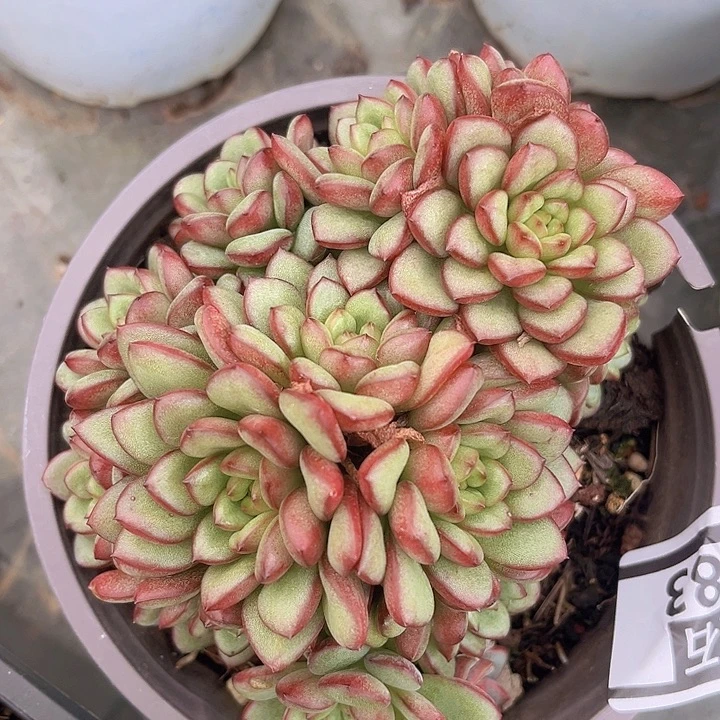 亚当1383多肉植物