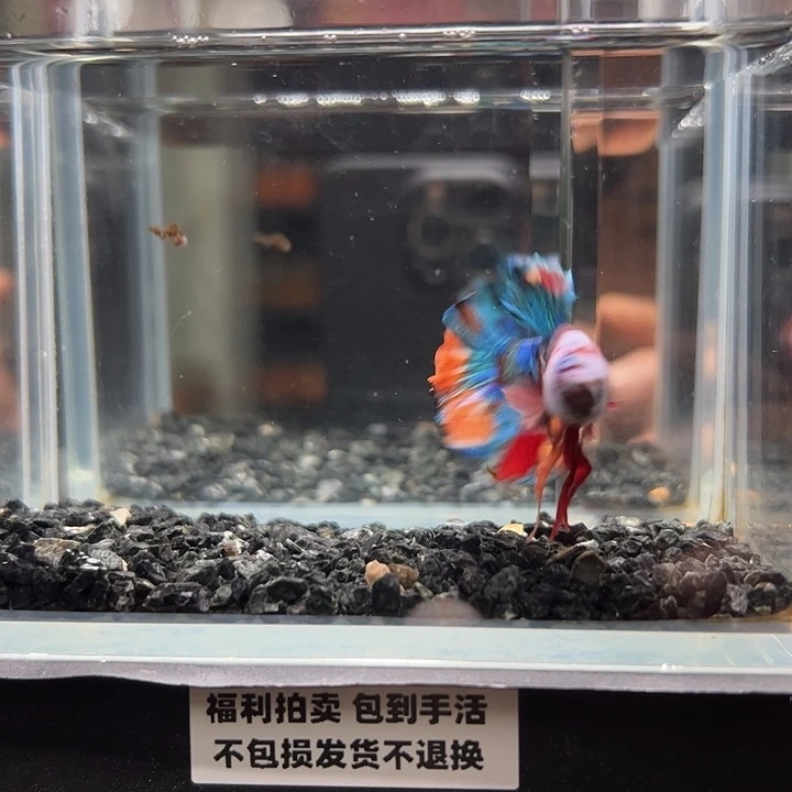 斗鱼竞拍跑单拉黑26日5