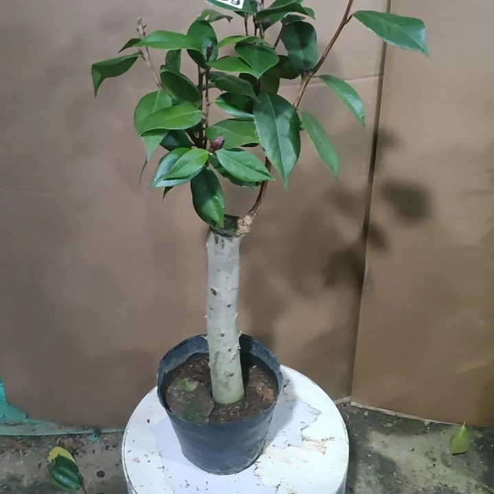 459超墨，原盆原土发货，不包邮