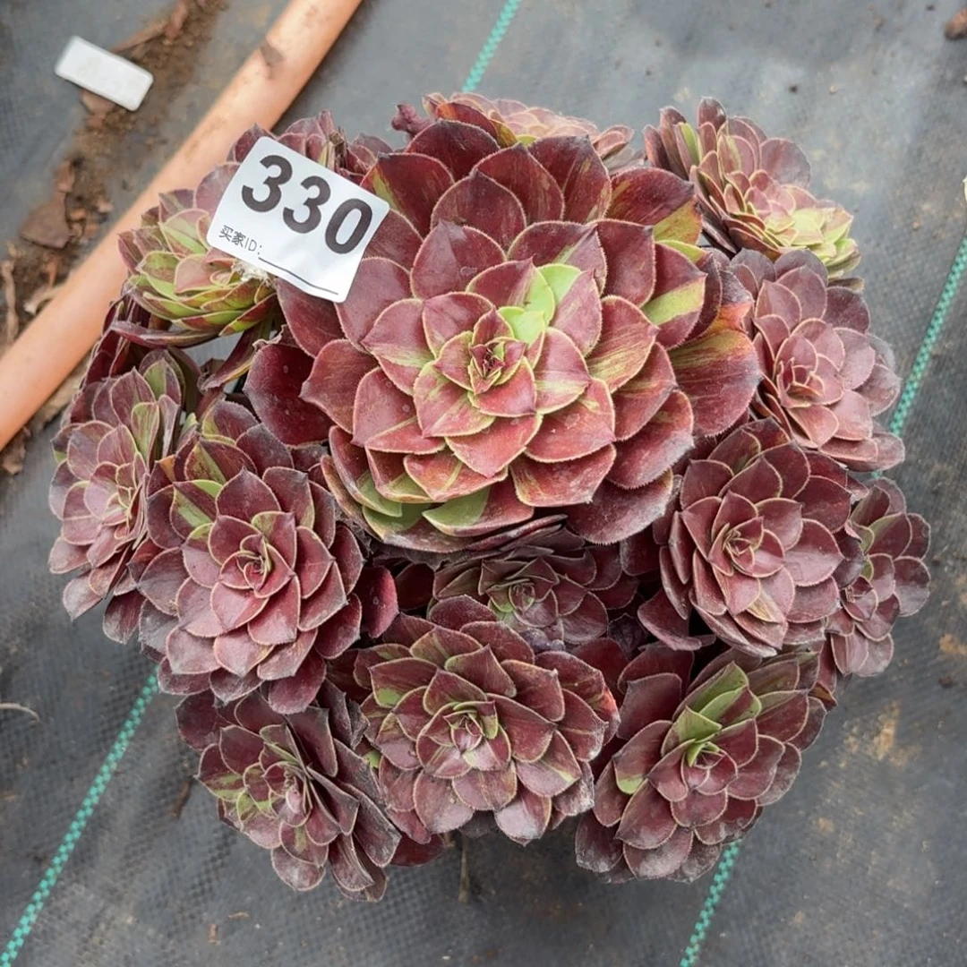 330花月夜多肉植物发货
