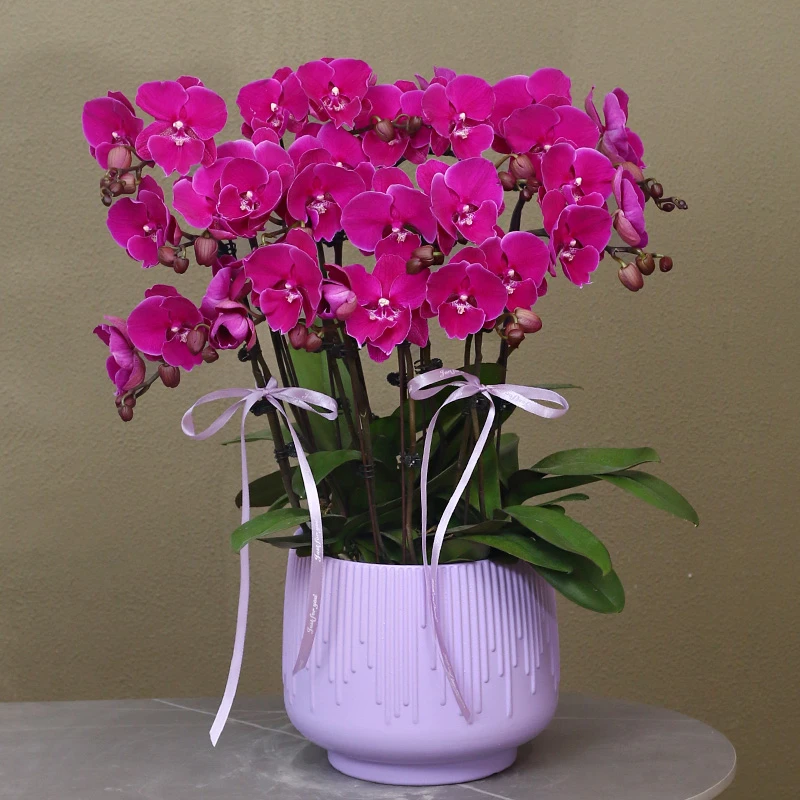 蝴蝶兰【火鹤】带花带盆组好发货乔迁结婚送礼客厅装饰