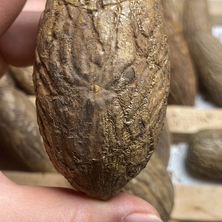 清***月把件千眼菩提菩提