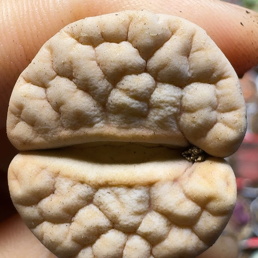 生石花11111。   233