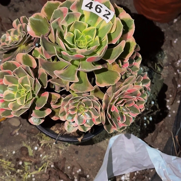 462女郎多肉植物不售后